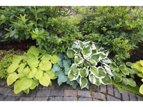 Hostas vary in foliage and size.