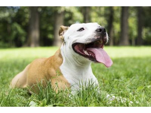 Once your dog has recovered, they may still transmit parvo in their fecal matter for 21 days.