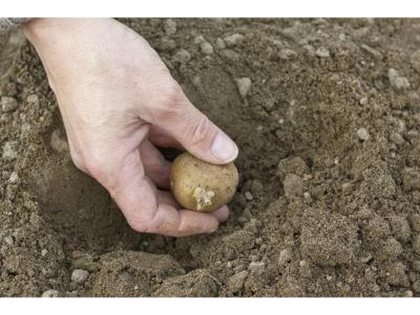 A potato seed being planted