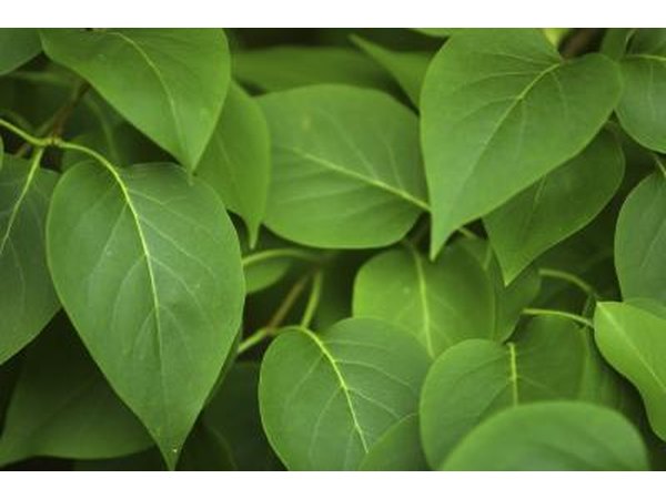 Leaves.