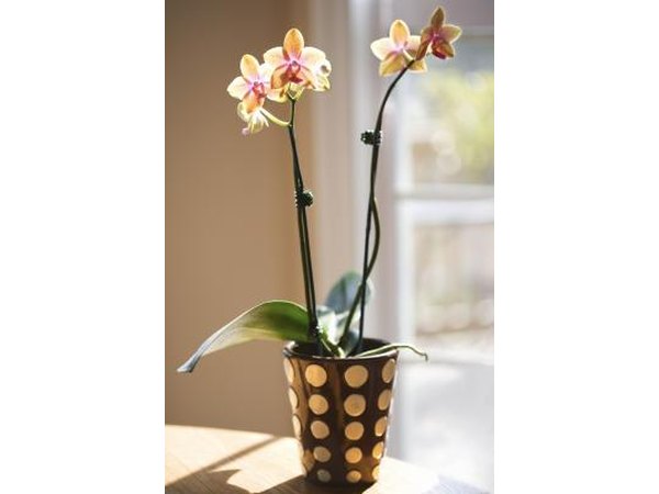 Orchid plant