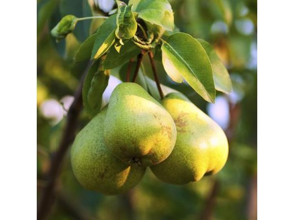 Three pears hanging from branch