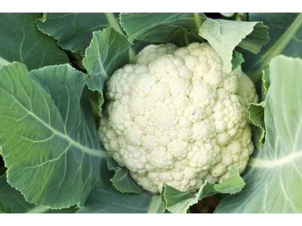 Close-up of cauliflower head.
