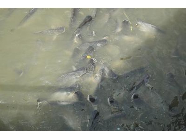 Sediment loads can choke aquatic species.