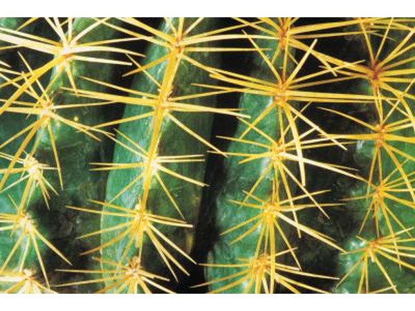Close up of cactus