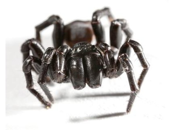 Trap Door Spider