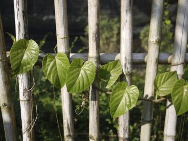 Open wooden fence with vines