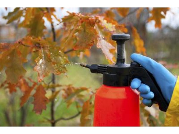A person sprays fungicide onto a dwarf oak tree.