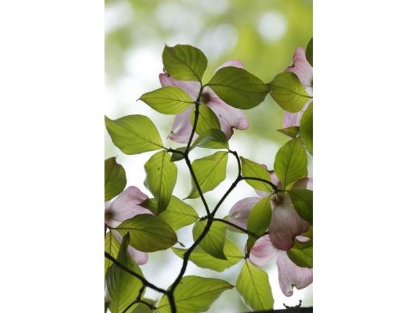 Get the conditions right and the tree will flower abundantly.
