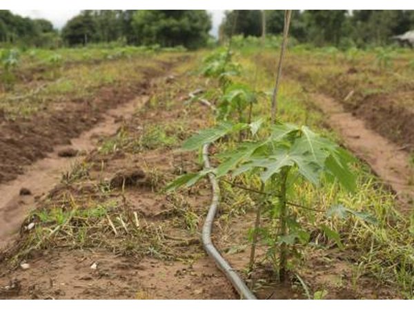 Growing papaya trees.