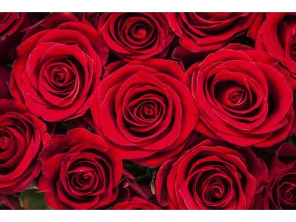 Rose flowers.
