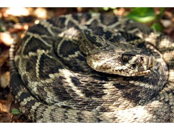 large diamondback snake