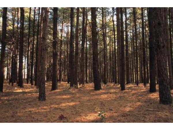 A grove of pine trees