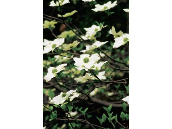Regular light fertilization will keep your dogwood healthy.