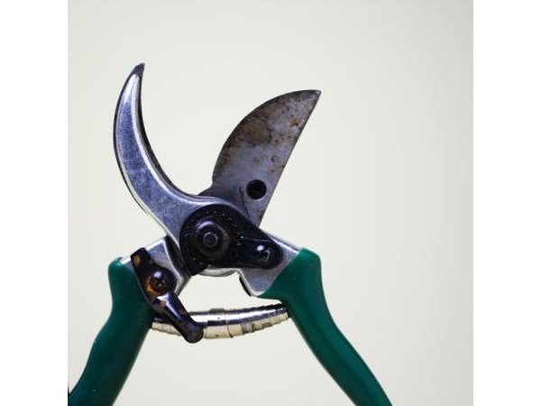 Disinfect pruners so as not to spread Cytospora canker.