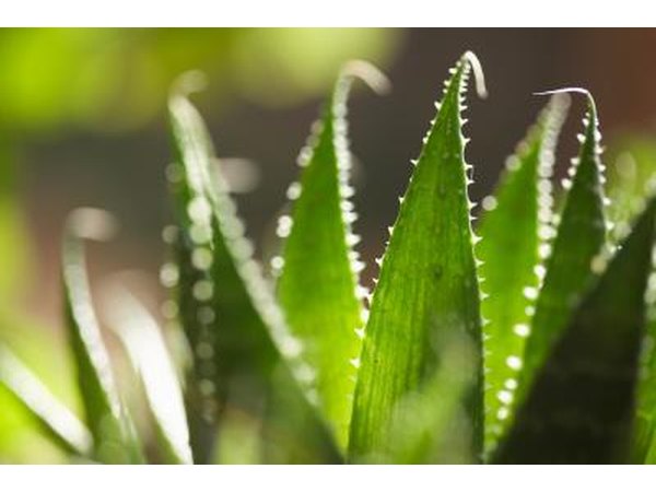Aloe Vera plant