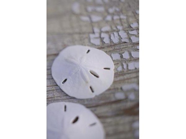 Sand dollars can also be incorporated into your seahell crafts.