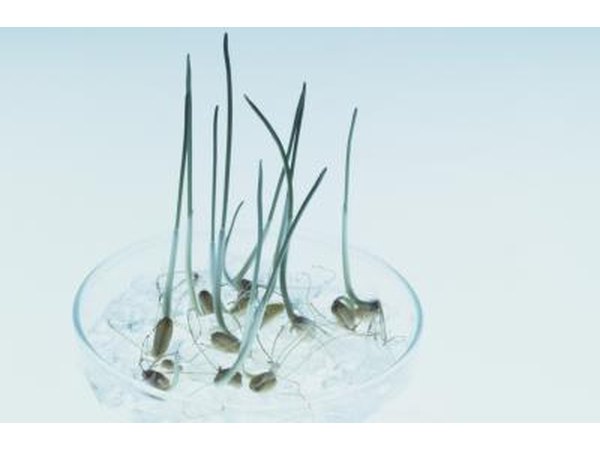 Seeds sprouting in dish.