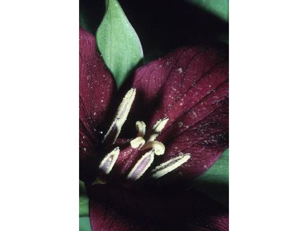 Red-flowering trillium has three leaves.