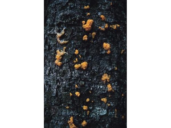 Chrysomyxa is the fungus species responsible for spruce needle rust.