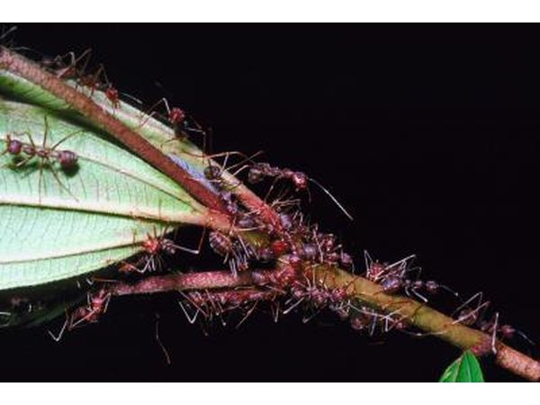 Army ants use a toxic venom to remove human skin.
