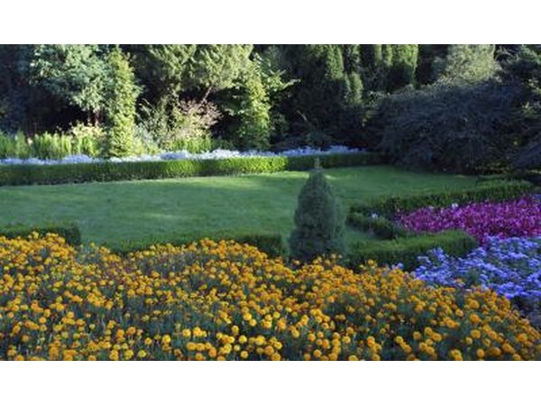 Arborvitae also suffer from a number of pest problems.