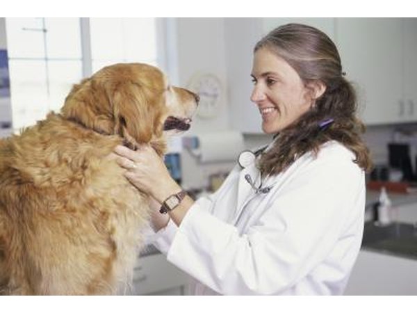 The vet can help determine the cause of the vomiting.