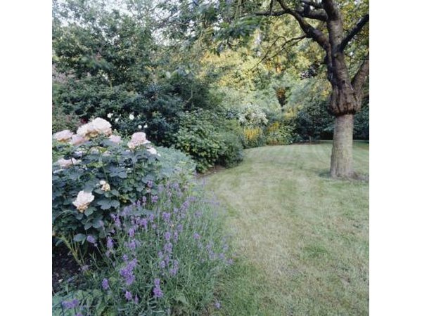Native Trees and Shrubs