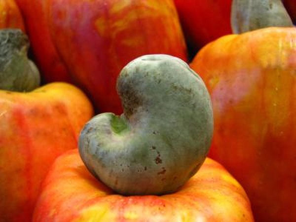 Close up of cashew seed on outside of cashew fruit.