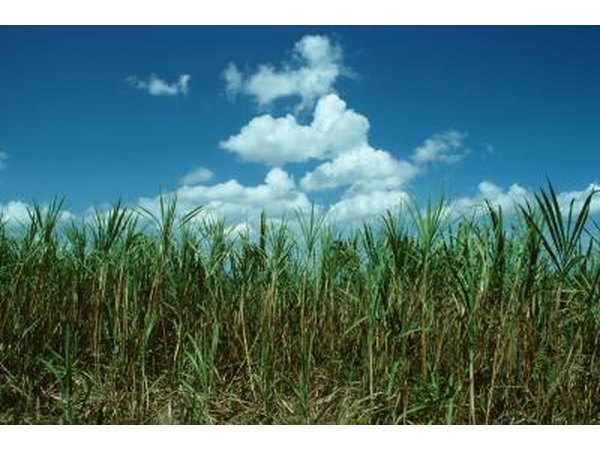 Sugarcane