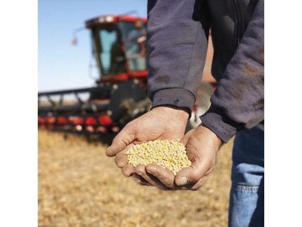 Farmer with handful of soybeans