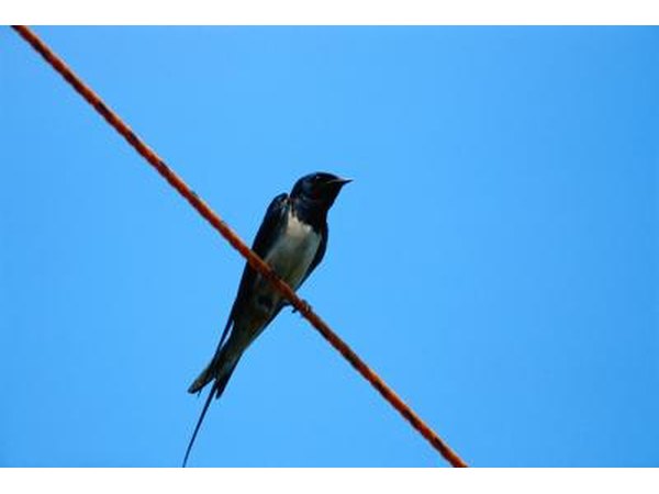Note the deep fork in the barn swallow's tail, one of its distinguishing characteristics.