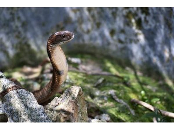 Interesting Facts About The King Cobra Snake With