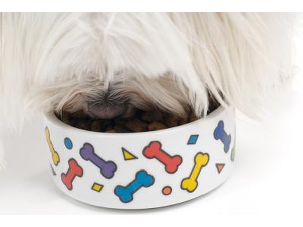maltese dog eating