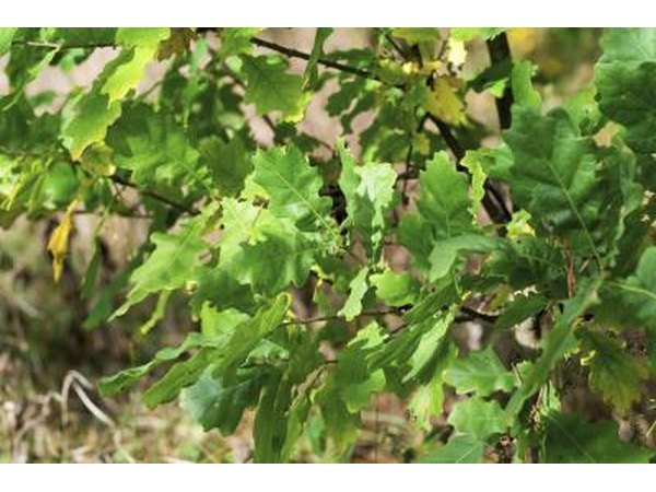 Oak leaves close up.