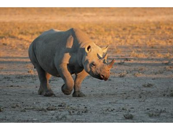 The black rhino is one of the most endangered animals in the world.