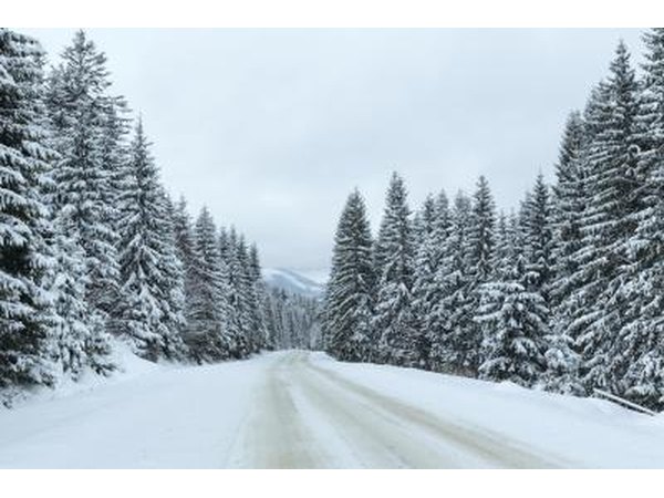 Distinguishing features between the two trees can best be found through a close inspection.