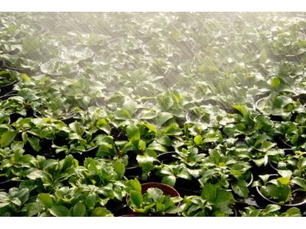 Water is sprayed onto a patch of pachysandra.