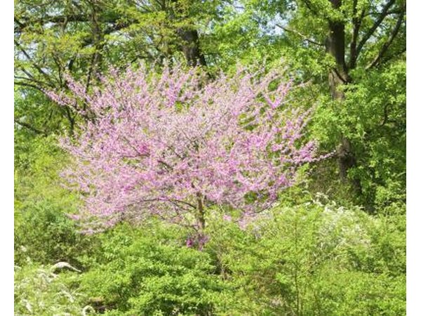 A flowering Judas tree grows in the woods.