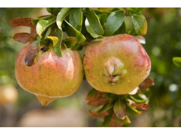 Pomegranate fruit hanging from tree