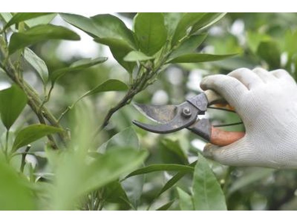 Farmer pruning an orange tree