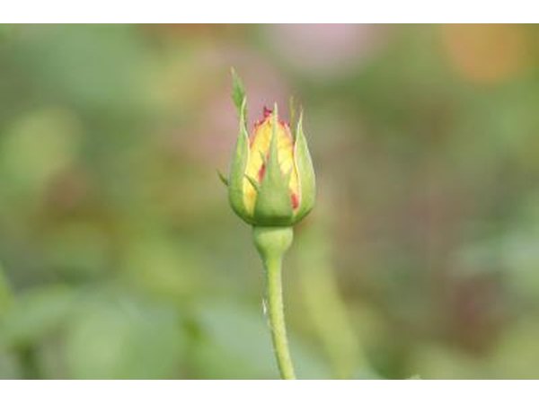 A rose bud.