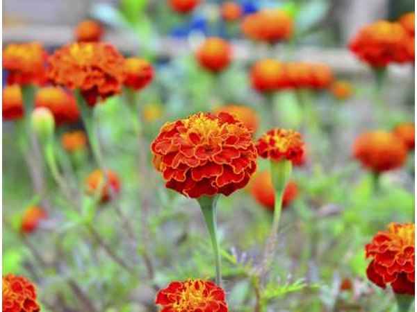 Field of marigolds