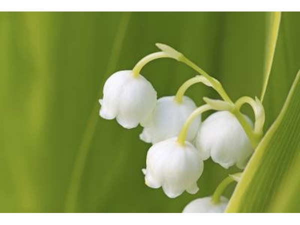 Close-up of a Lily of the Valley flowering plant