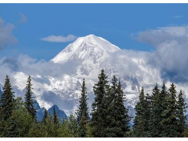 Spruce trees backed by Mount McKinley