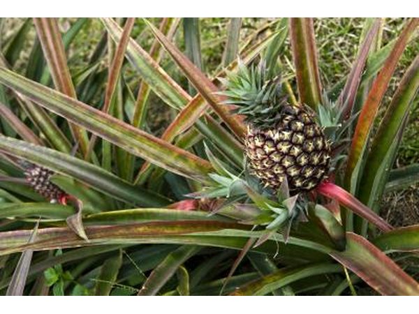 pineapples are just one of the many fruits of the rainforest