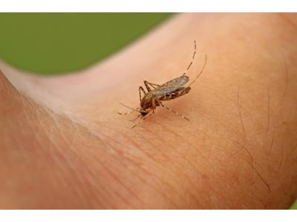 Mosquito bites are more likely to be on all parts of your body.