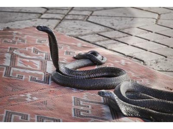 King cobras live in the rain forests in the plains of India, China and Southeast Asia.