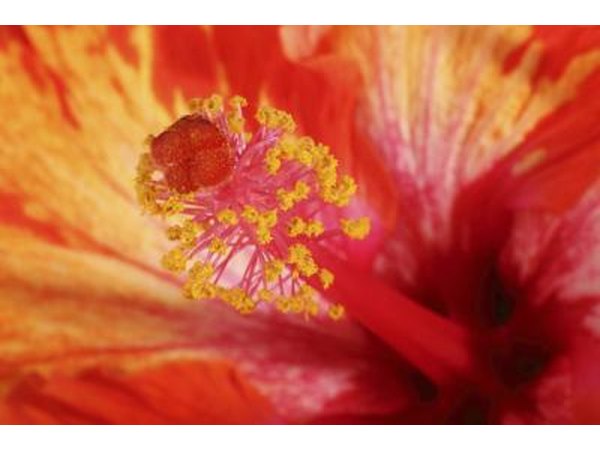 It's hard to identify pollen without a magnifying glass.