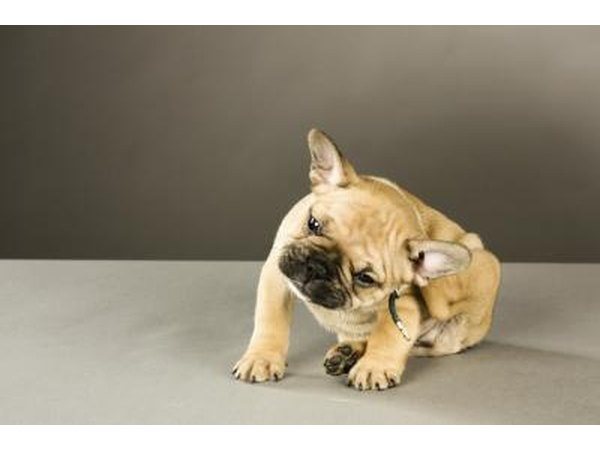 Check your pets for fleas.